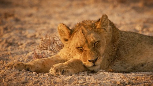 Wild Corridors Season 1 Episode 1 - Desert Lions / Leòmhannan Fàsaich