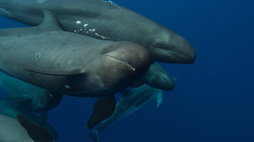 Whale with Steve Backshall Season 1 Episode 4 - Ocean Survivors