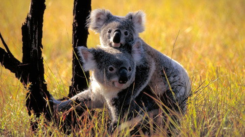 Nature Season 30 Episode 13 - Cracking the Koala Code