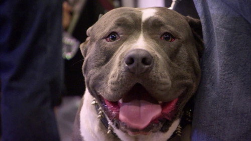 Pit Bulls and Parolees Season 2 Episode 9 - Saving Tia Torres