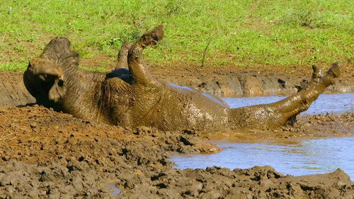 Africa's Wild Year Season 1 Episode 3 - Autumn