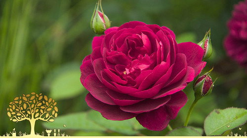 Gardeners' World Season 54 Episode 25 - Episode 25