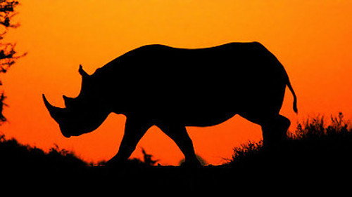 Natural World Season 32 Episode 10 - Flight of the Rhino