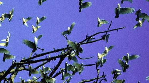 Nature Season 19 Episode 10 - Triumph of Life: Winning Teams