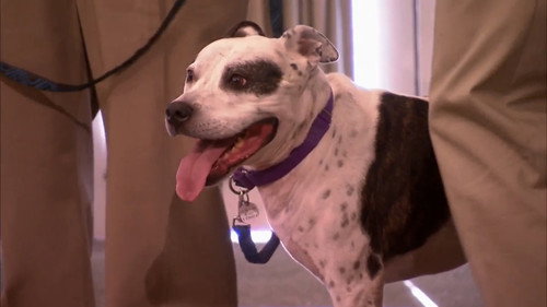 Pit Bulls and Parolees Season 1 Episode 5 - On the Run