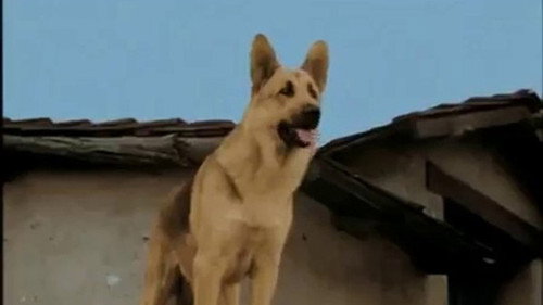 The Adventures of Rin Tin Tin Season 1 Episode 4 - Rin Tin Tin and the Raging River