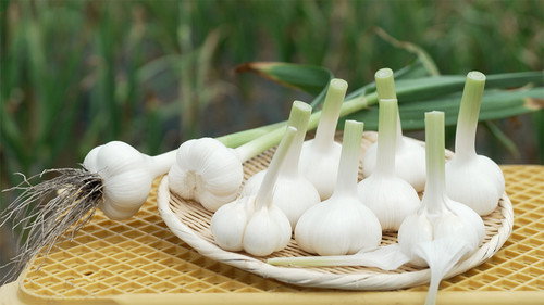 Trails to Oishii Tokyo Season 7 Episode 12 - Garlic
