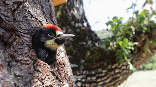 Nature Season 41 Episode 3 - Woodpeckers: The Hole Story