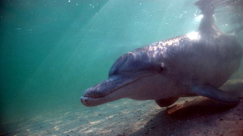 Natural World Season 30 Episode 6 - The Dolphins of Shark Bay