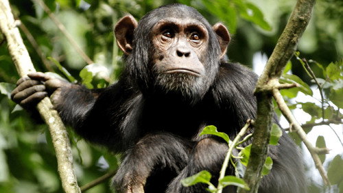 Wild Congo Season 1 Episode 2 - King Kong's Lair