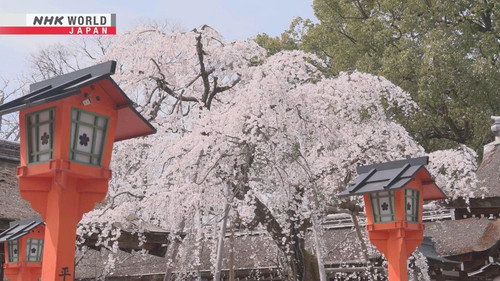 Core Kyoto Season 14 Episode 6 - Tales of Sakura: Radiant Pink Blooms Reflect the Heart