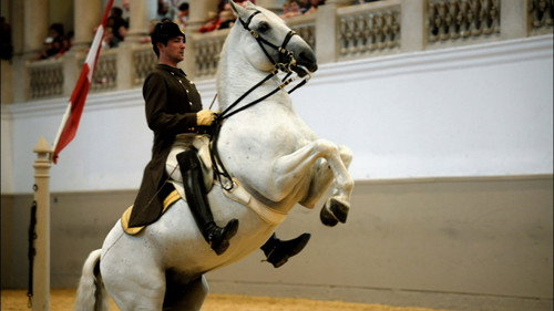 Nature Season 31 Episode 11 - Legendary White Stallions