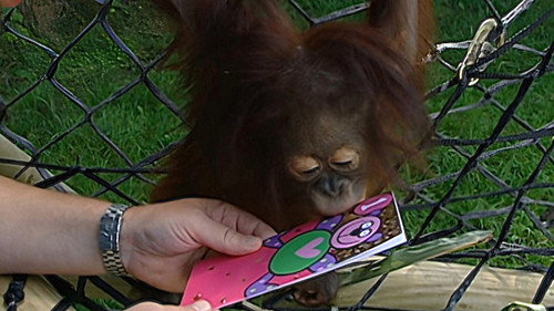 Monkey Business Season 8 Episode 8 - Episode 8
