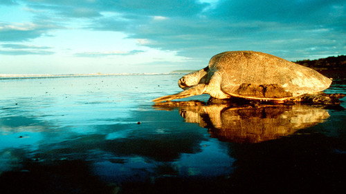 The Blue Planet Season 1 Episode 8 - Coasts