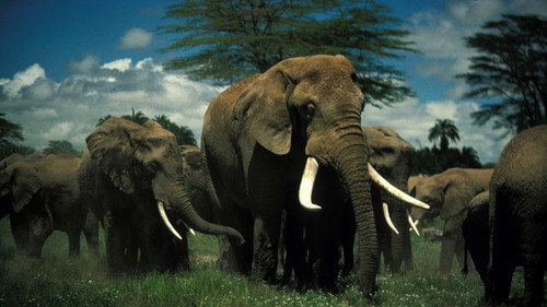 Nature Season 25 Episode 6 - Unforgettable Elephants
