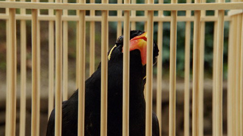 The Myna Speaks still