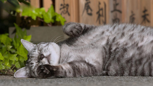 A Cat's-Eye View of Japan Season 5 Episode 11 - Tokyo: Cats in the Big City