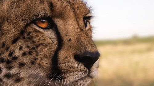 Wild Africa S1E3 — Deserts