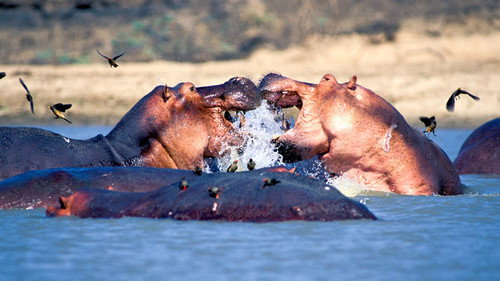 Natural World Season 31 Episode 11 - Zambezi