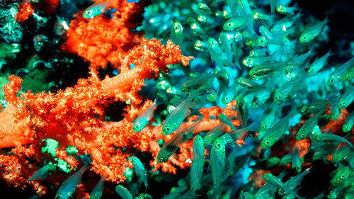 The Blue Planet Season 1 Episode 6 - Coral Seas