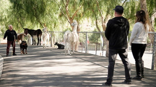Cesar Millan: Better Human, Better Dog Season 5 Episode 10 - Release The Beast
