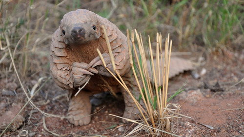 Nature Season 36 Episode 16 - The World's Most Wanted Animal