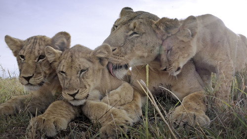 Serengeti Season 2 Episode 1 - Intrigue