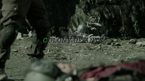 COLONY OF ANTS still