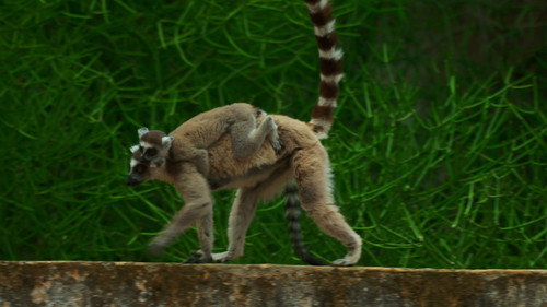 Gangs of Lemur Island Season 1 Episode 3 - Risk and Reward