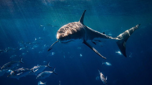 Shark Week Season 33 Episode 23 - I Was Prey: Terrors From the Deep