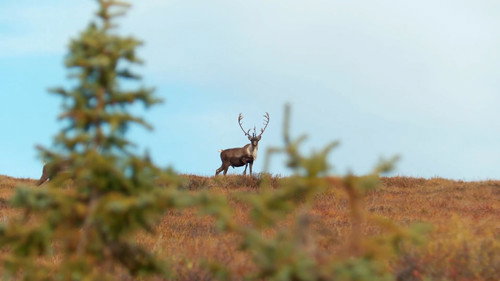 MeatEater Season 7 Episode 14 - Fortymile Caribou (1)