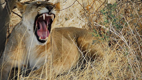 Deadly 60 Season 2 Episode 10 - Namibia 2