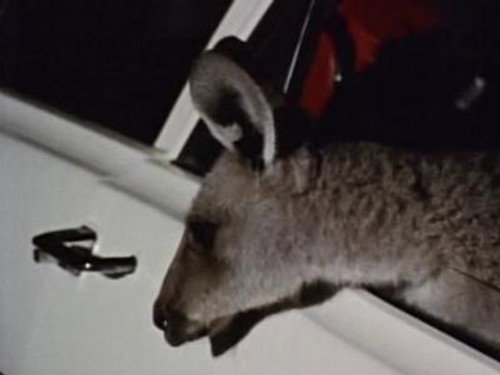 Skippy the Bush Kangaroo Season 1 Episode 38 - The Long Night
