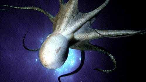 Nature Season 19 Episode 2 - The Octopus Show