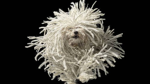 Animal Art: Photogenic Creatures Season 1 Episode 2 - Tim Flach