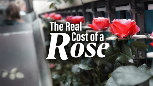 Foreign Correspondent Season 33 Episode 18 - The Real Cost of a Rose - The Netherlands