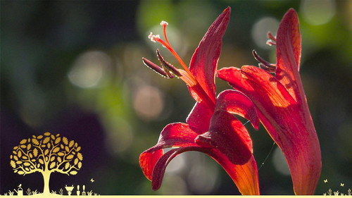 Gardeners' World Season 55 Episode 22 - Episode 22