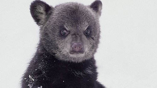 Natural World Season 29 Episode 1 - Bearwalker of the Northwoods