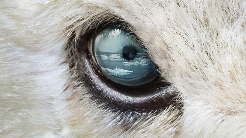 Predators Season 1 Episode 2 - Polar Bear