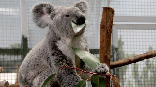 Secrets of the Zoo: Tampa Season 3 Episode 10 - Koala-Ty Time
