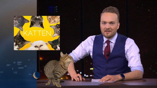 Cats | Alex Ploeg still