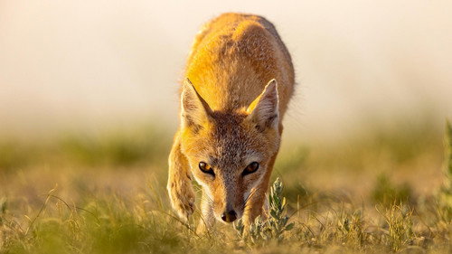 Nature Season 41 Episode 8 - Dogs in the Wild: Secrets of Success