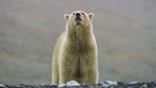 undefined Season 1 Episode 6 - Our Frozen Planet