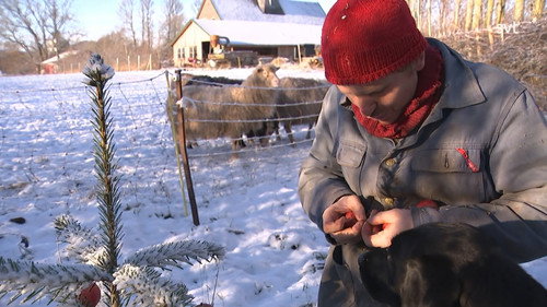Frank & Kastaniegaarden Season 28 Episode 21 - Christmas tree apples & Christmas lantern