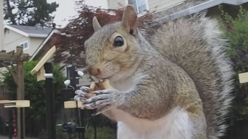 This Is Mark Rober Season 1 Episode 3 - Attack of the Squirrels