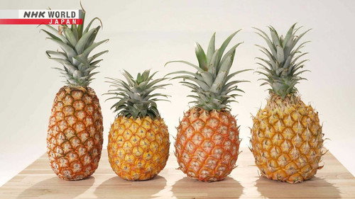 Trails to Oishii Tokyo Season 7 Episode 9 - Pineapple