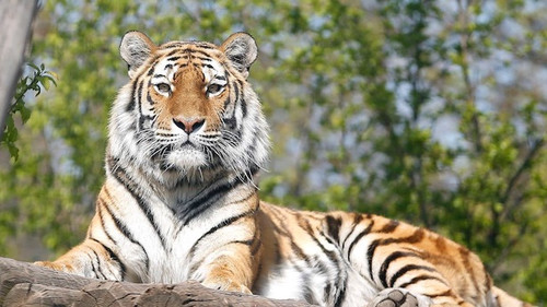 The Secret Lives Of Big Cats Season 1 Episode 1 - The Secret Lives of Tigers