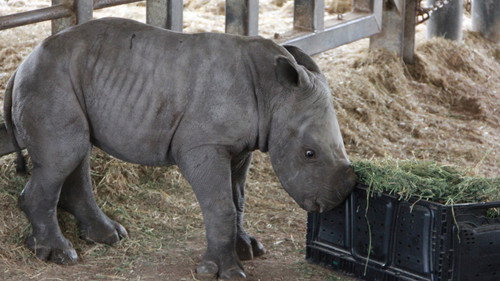Secrets of the Zoo: Tampa Season 2 Episode 5 - New Rhino on the Block