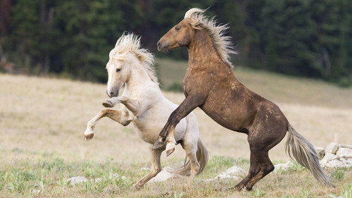 Nature Season 22 Episode 5 - Cloud's Legacy: The Wild Stallion Returns
