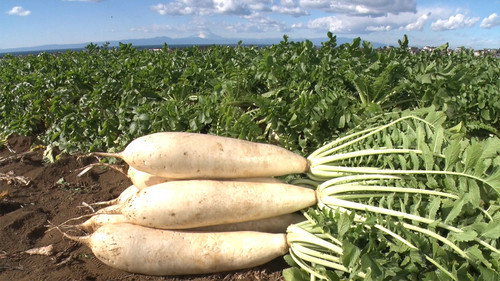 Trails to Oishii Tokyo Season 3 Episode 3 - DAIKON